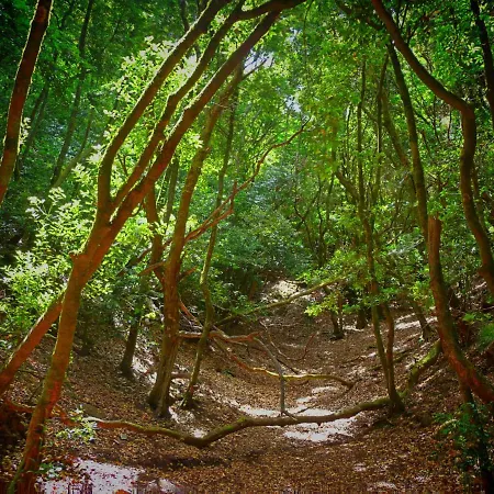 La Trinidad * Сан-Кристобаль-де-Ла-Лагуна
